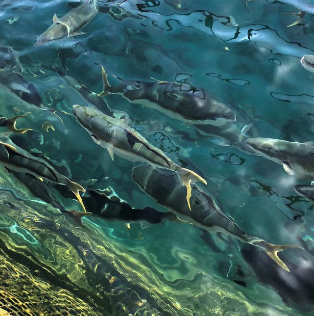 Aquaculture