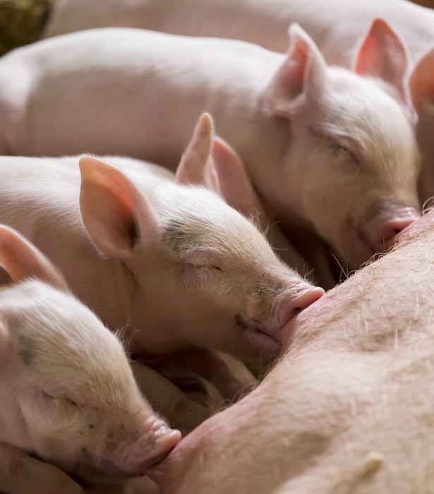 Piglets