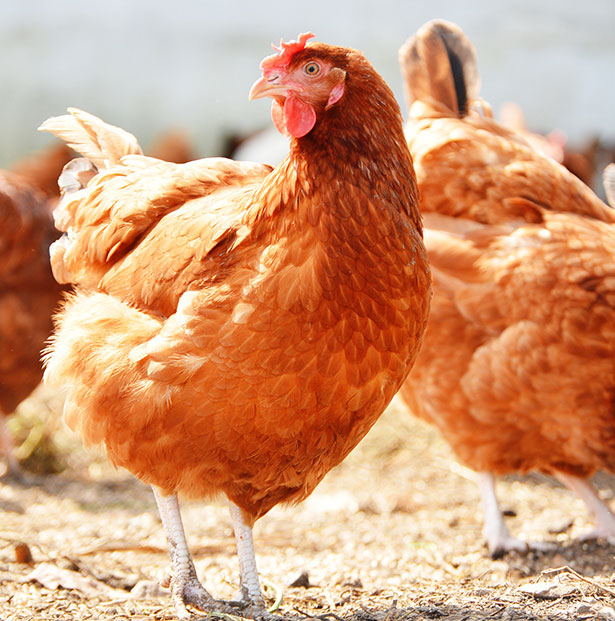 Hen