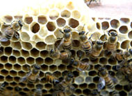 Bees on hexagons