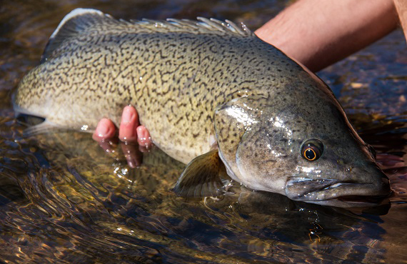 A Trout Cod (Photo: R. Creed) A Trout Cod (Photo: R. Creed)