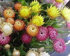 Paper daisies