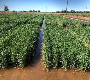 Genotype screening trial at LFS of YAI in 2019 with superimposed transient waterlogging waterlogged trail plots with wheat