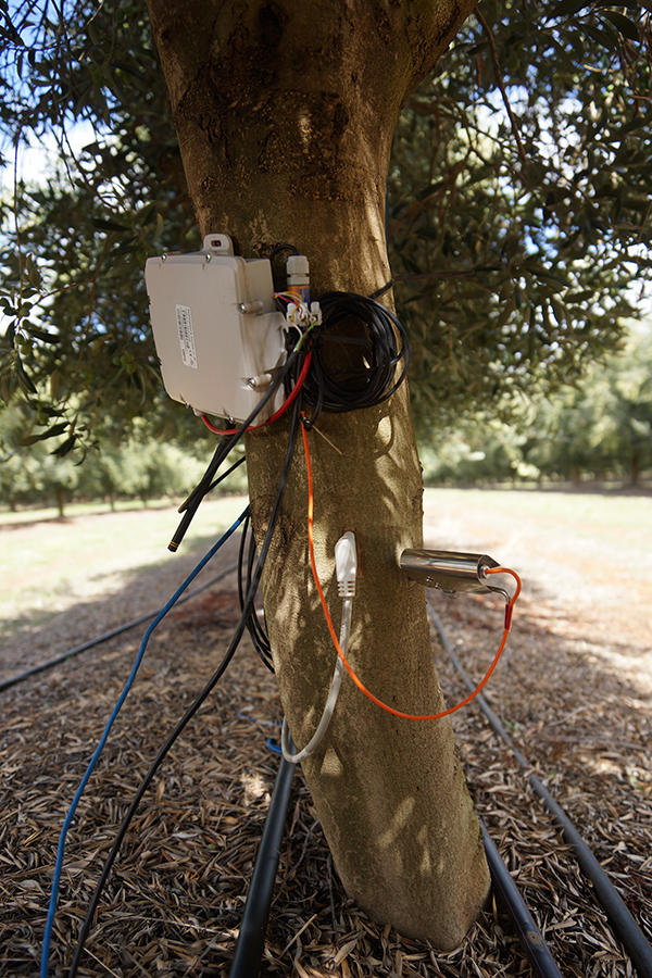 Image shows plant sensors sap-flow and dendrometer
