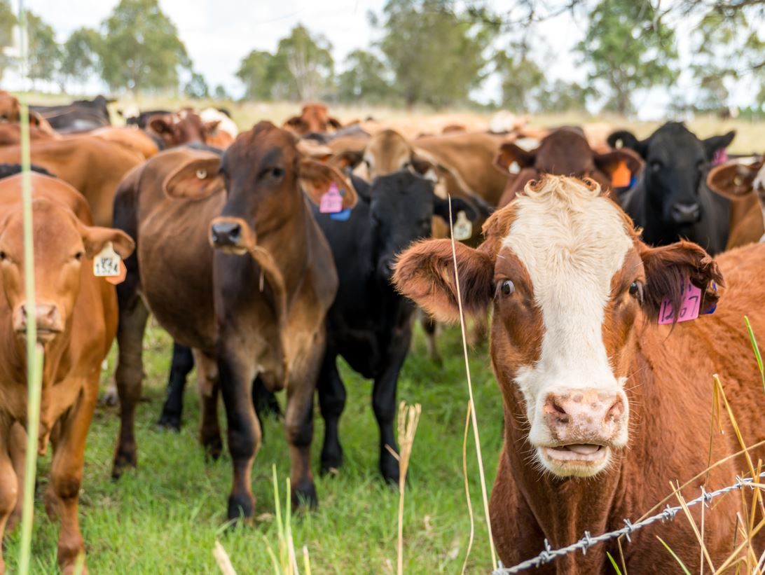 Cattle in a field