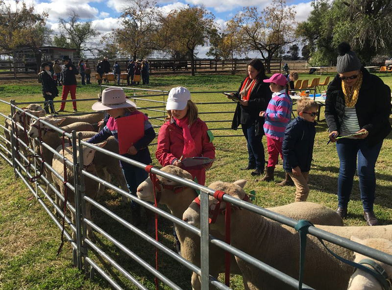 Children look at sheep in a pen