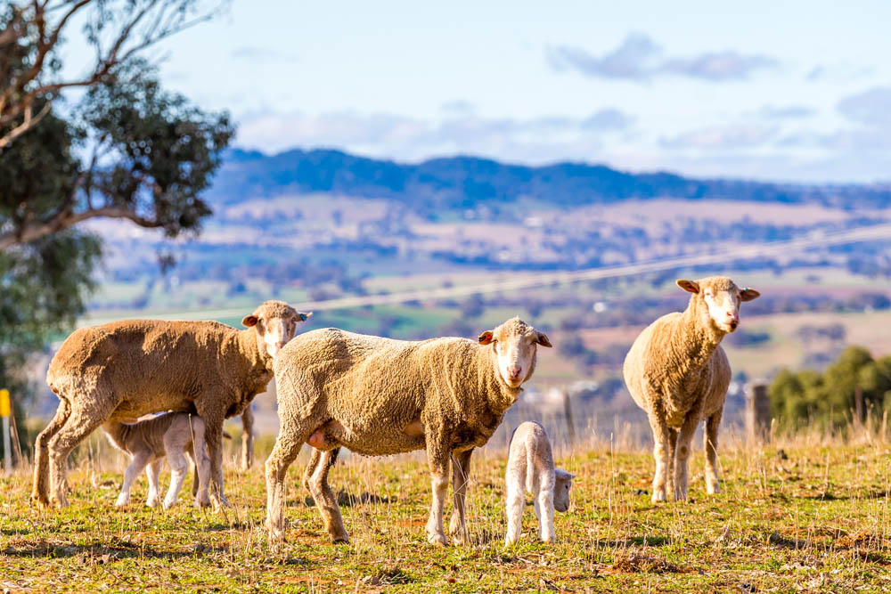 sheep on a hillside