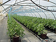 Low technology greenhouses have significant production and environmental limitations Low technology greenhouse