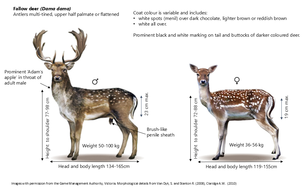 Fallow deer