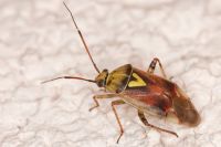 Western plant bug