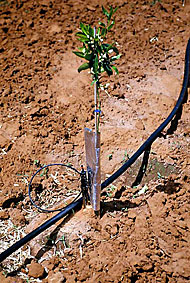 Irrigated citrus tree