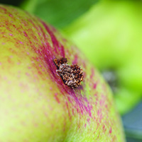 Sawdust-like frass covering the area where codling moth larvae entered an apple