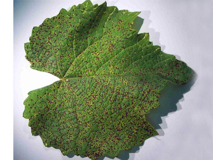 Figure 1. Grapevine leaf rust symptoms on a grape leaf (Image: Andrew M. Daly DPIFM, PaDIL)