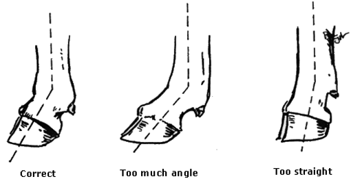 Pastern joint showing correct, too much and too straight angles