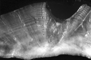 Cross-section of a bluefish (Girella cyanea) otolith with the annual marks each denoted with a black dot. Cross-section of a bluefish (Girella cyanea) otolith