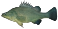 Golden perch