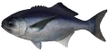 Blue-Eye Trevalla (Cod)