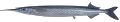 Garfish