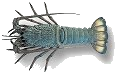 Eastern Rock Lobster