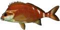 Morwong (Red)