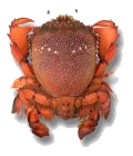 Spanner Crab