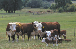 Beef cattle