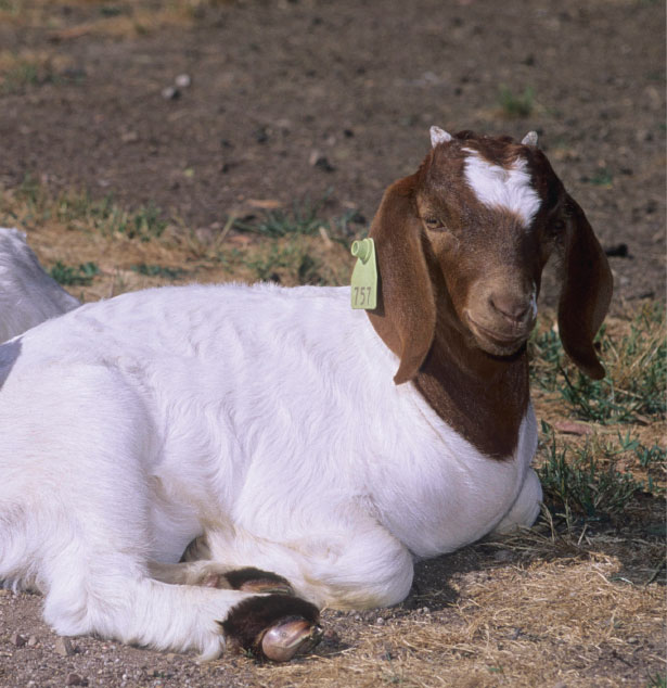 Goat