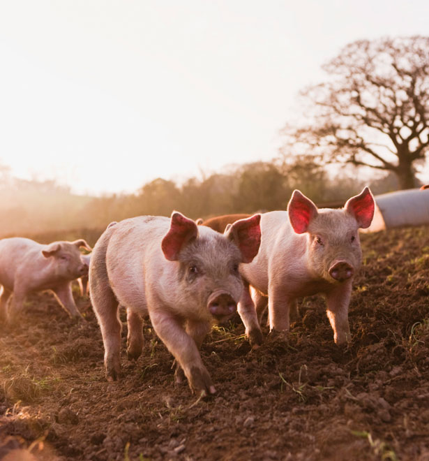 Pigs