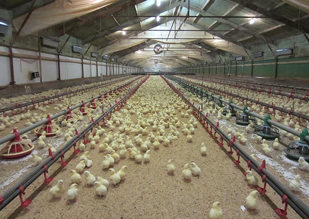 Poultry farm