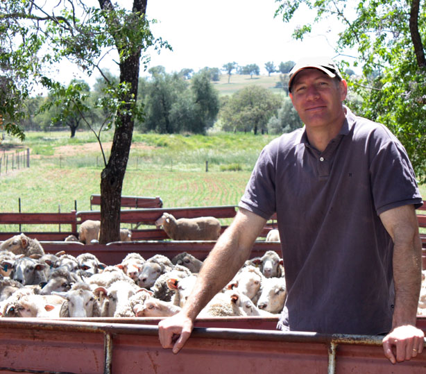 Sheep Producer