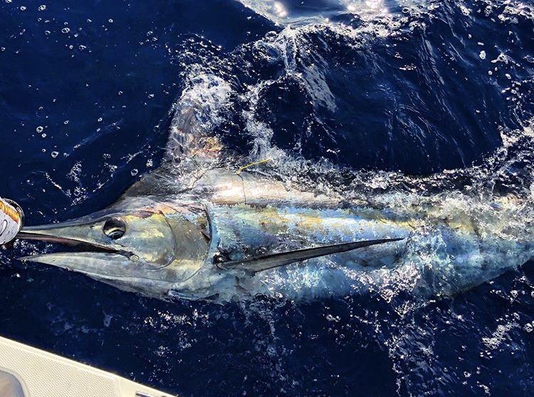 A tagged Blue marlin