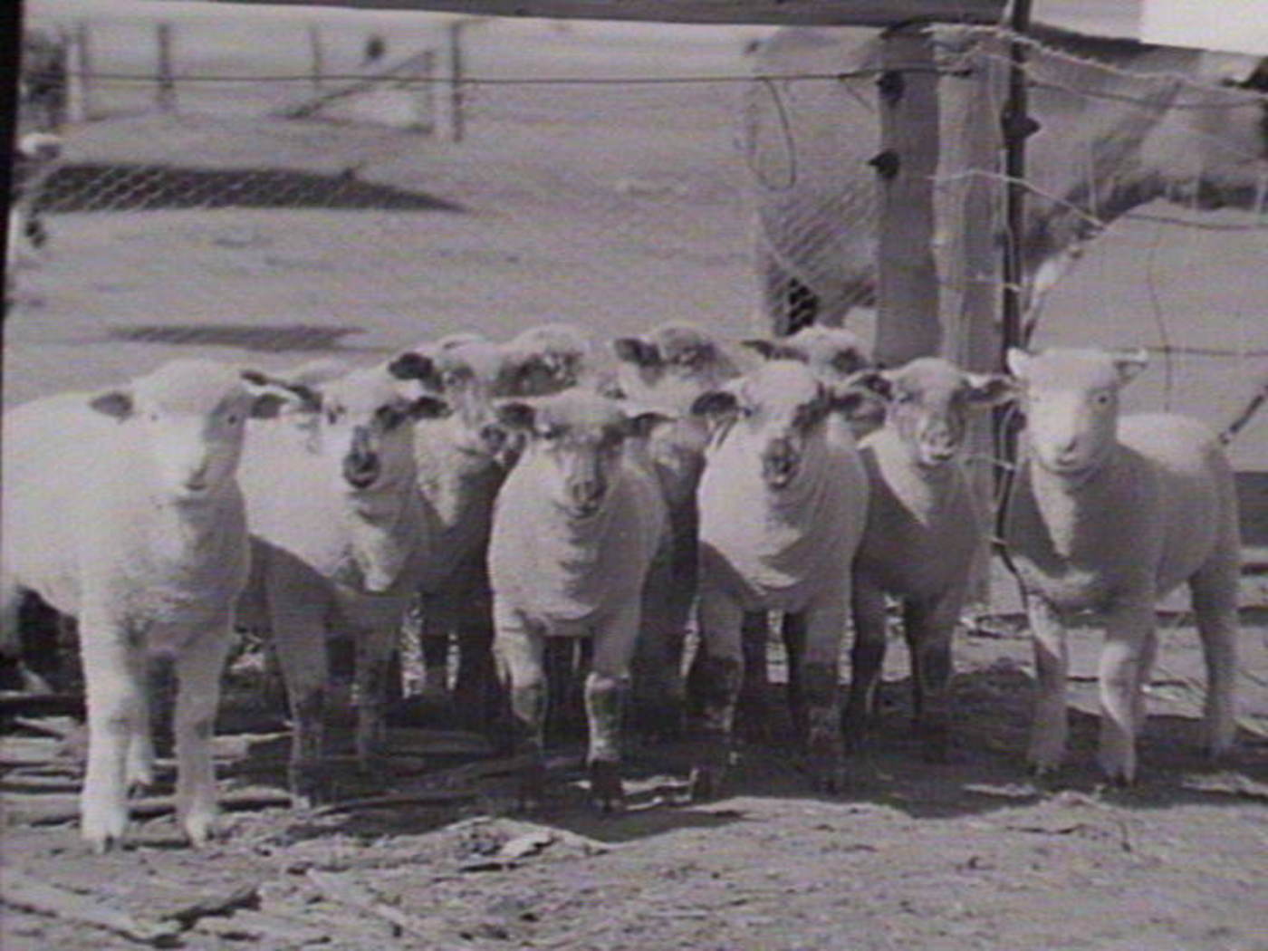 Yanco Experimental Farm 1950-52, 1914.