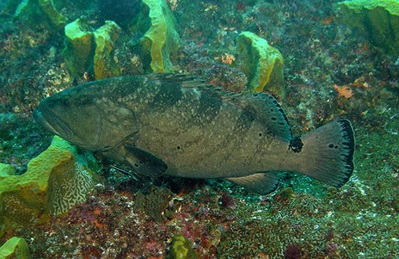 Black Rockcod