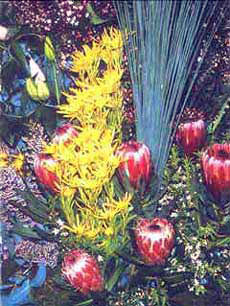 Waratahs
