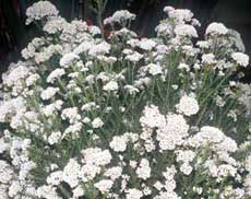 Rice flower