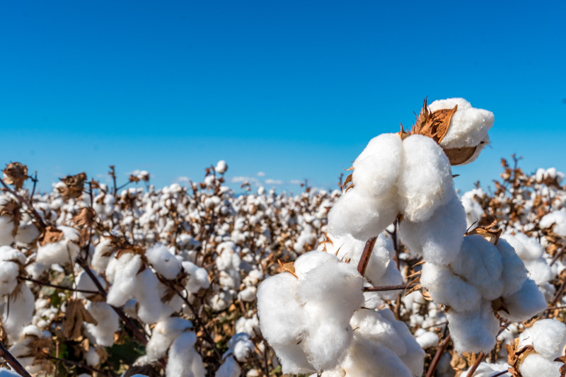 Cotton in a field