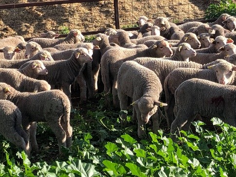 Sheep grazing on mallow