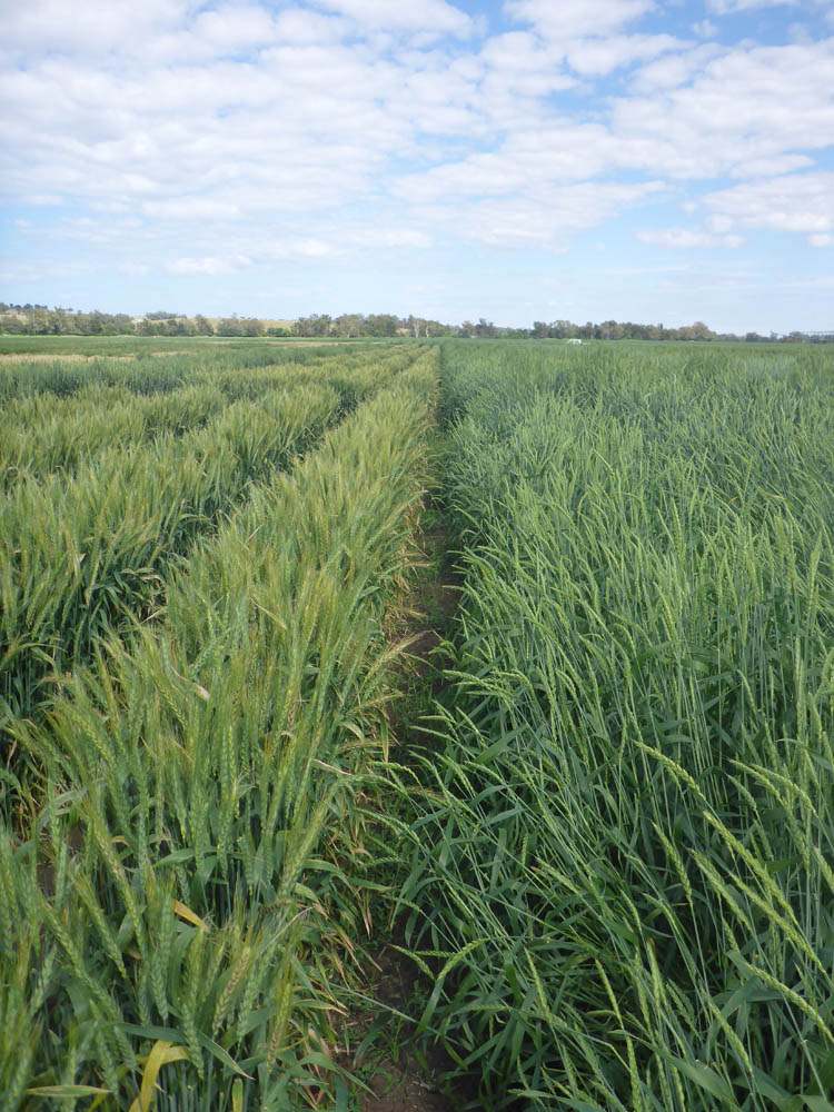 Barley field