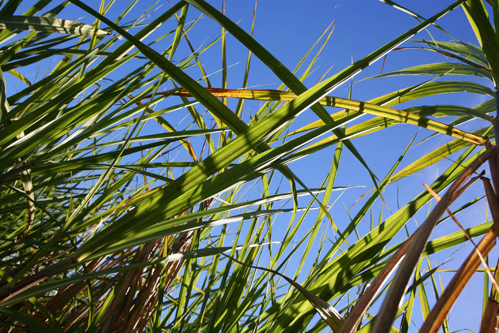 Sunlight through sugarcane from below