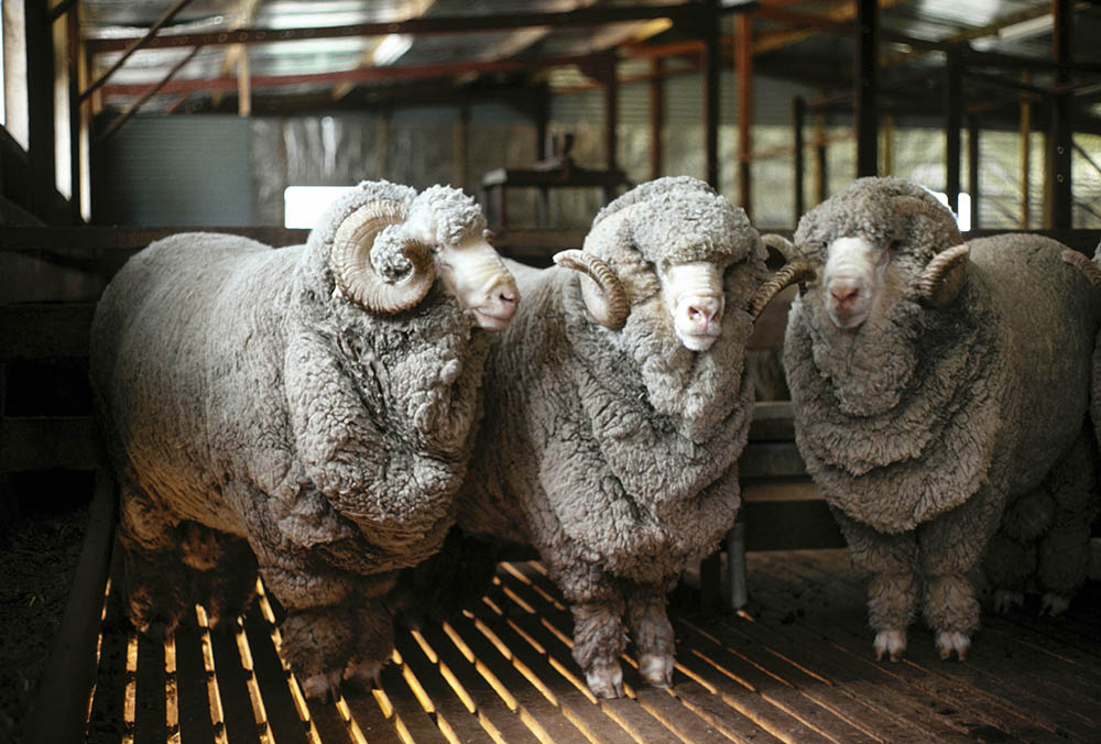 sheep