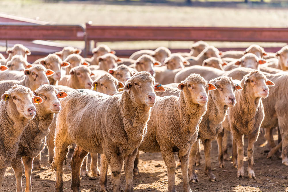 sheep