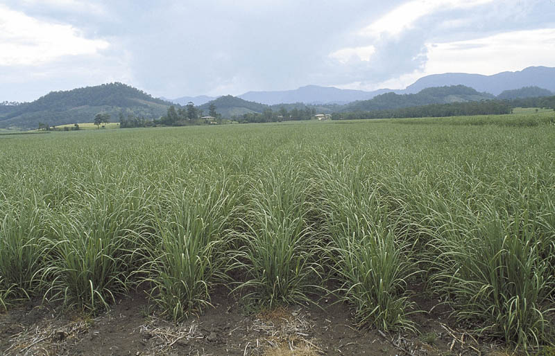 Sugarcane