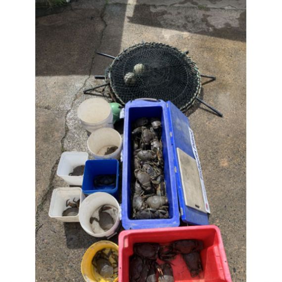 Crap traps and Mud Crabs seized by NSW Fisheries Officers 