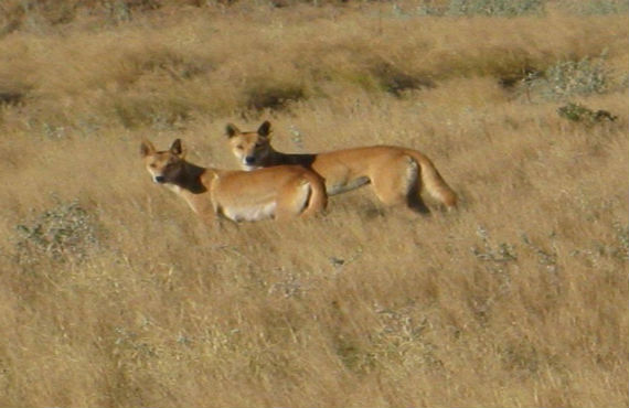 Wild dogs