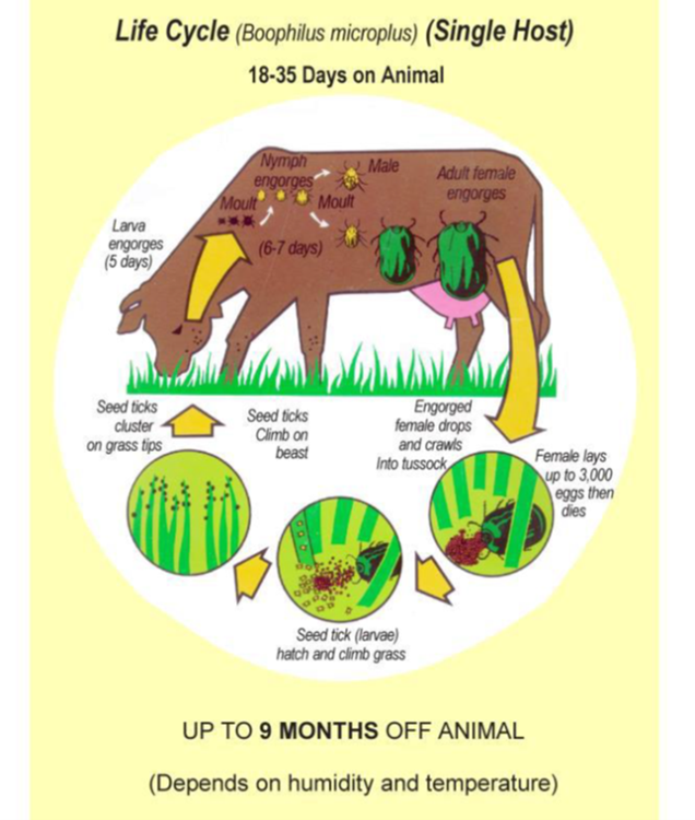 Figure 1: Cattle tick, Rhipicephalus (Boophilus) microplus, lifecycle Figure 1: Cattle tick, Rhipicephalus (Boophilus) microplus, lifecycle