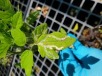 Serpentine leafminer