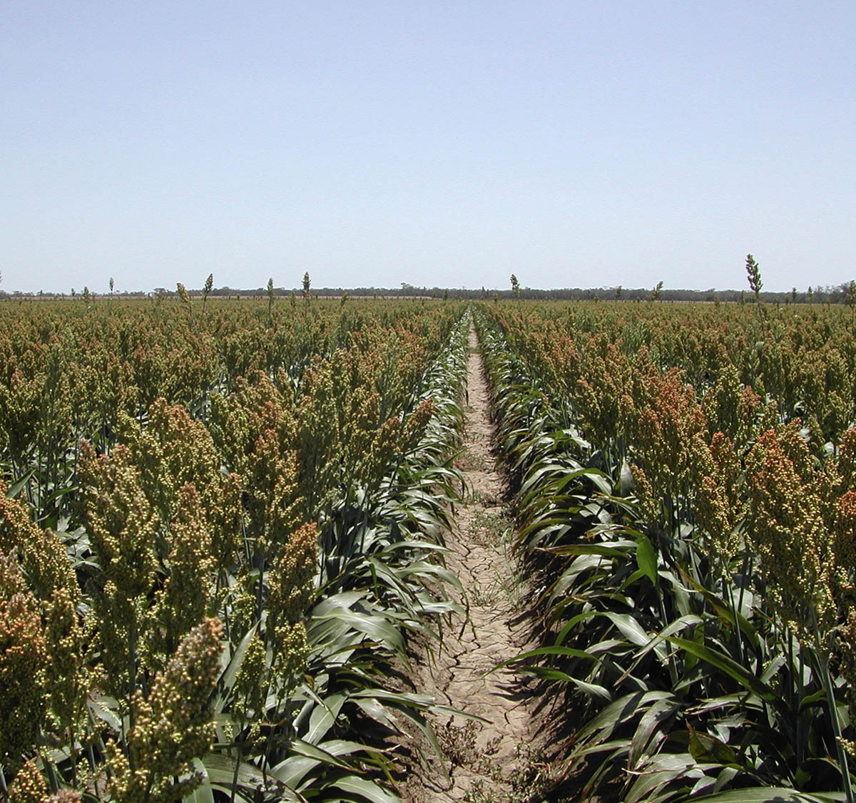 Sorghum rows