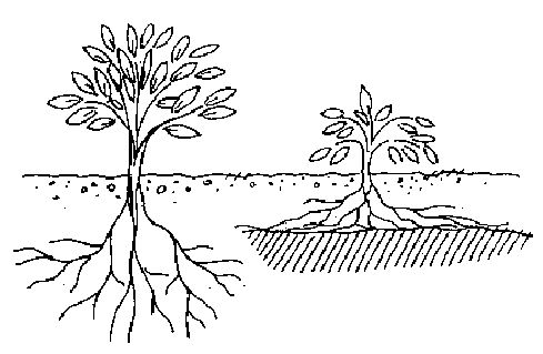 Compacted soil restricts root growth (right) Diagram showing effect of compaction on roots