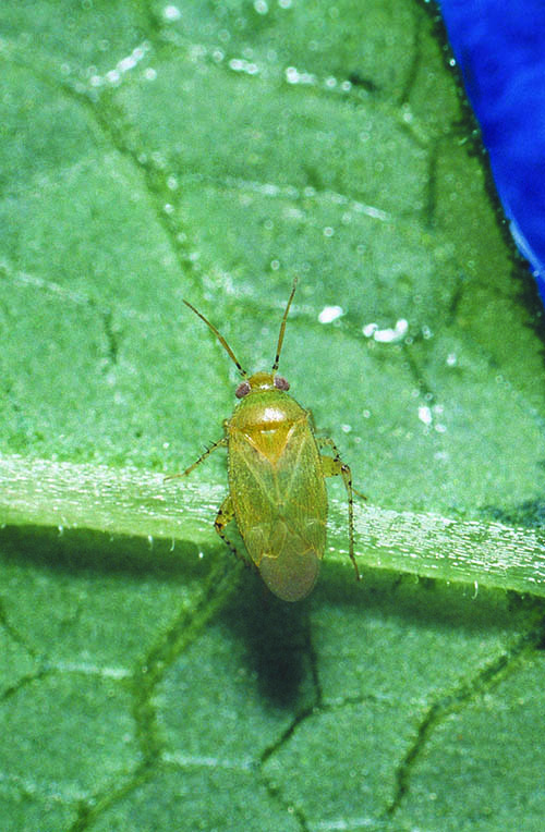 Apple dimpling bug adult Apple dimpling bug adult