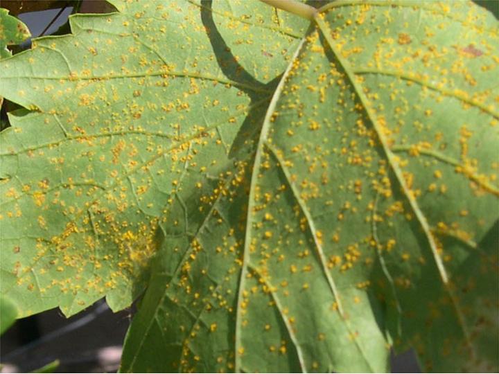 Figure 2. Grapevine leaf rust spores on the underside of a grape leaf (Image: Andrew M. Daly DPIFM, PaDIL)